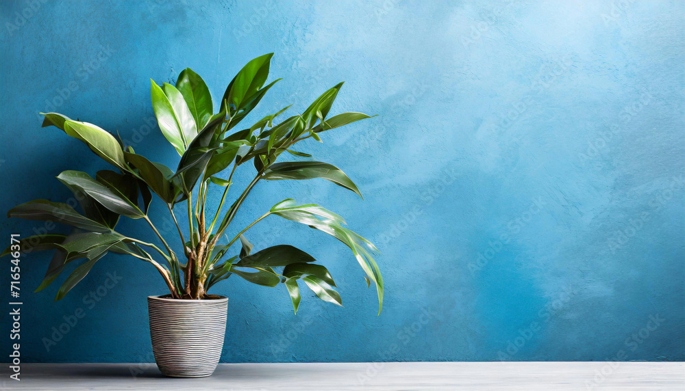 Green plant in a pot against a blue wall, background with copy space