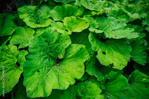 Exotic succulent burdock leaves. A cluster of butterbur plants with heart-shaped or kidney-shaped leaves. Riverside plant, pro-health plant. Green background from bushes