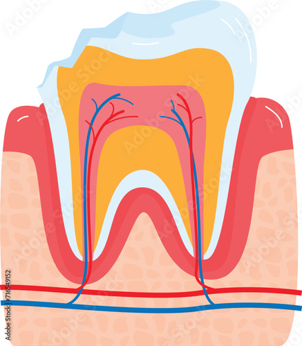 Close-up diagram of human tooth anatomy with enamel, dentin, pulp, and gums. Educational dental care and oral hygiene vector illustration.
