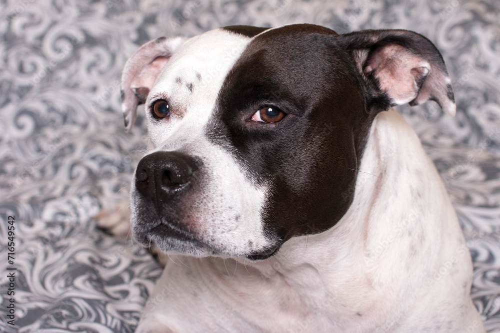 The black and white dog is lying resting on the bed. American Staffordshire Terrier