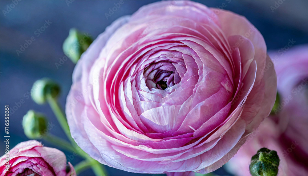 Rose flower petals, closeup. Persian buttercup rose bloom, close up, macro, pink rose