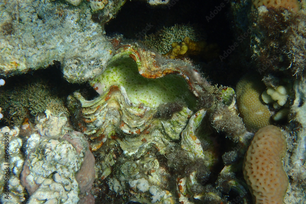 Giant Clam from the Red Sea Giant Clam from the Red Sea