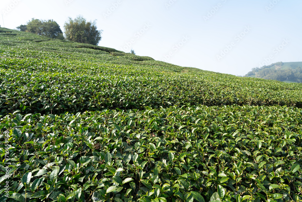 Beautiful green tea crop garden rows scene, design concept for the fresh tea product.