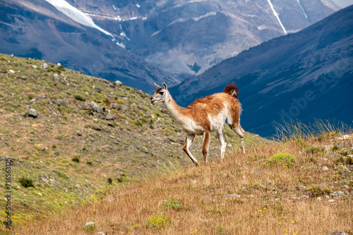 Guanaco in the Torres del Paine National Park. Patagonia, Chile