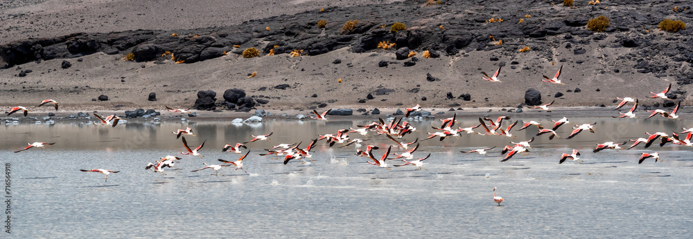 Fototapeta premium Flamingos in Laguna in Atacama desert, Chile.