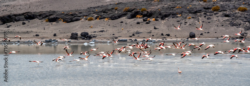Flamingos in Laguna in Atacama desert, Chile.