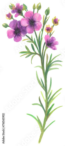 Coppercups (Pileanthus) Watercolor hand drawing painted illustration.