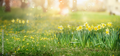 Springtime nature background with  green grass field with yellow blooming daffodils and sunshine bokeh photo