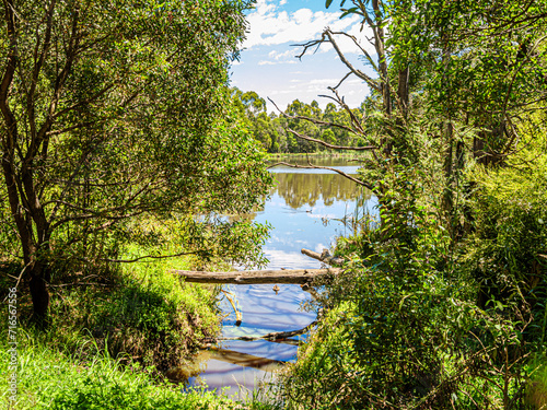 Peeking Through The Woods