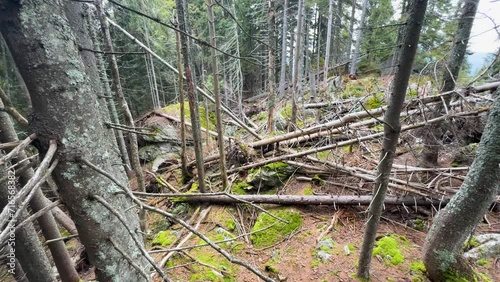 windbreak in a wild Carpathian forest in Ukraine, a strong wind has knocked down trees on a high ridge, making it completely impossible for tourists to pass