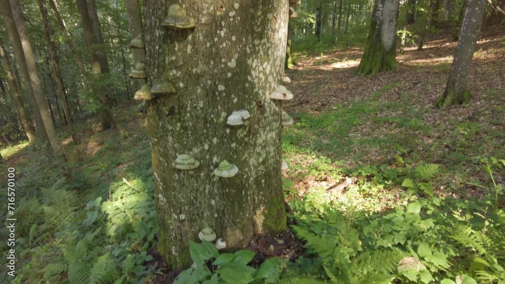 abandoned Carpathian forest in Ukraine, tree fungi absorb an old rotten beech tree, this is a necessary ecological process abandoned Carpathian forest in Ukraine, tree fungi absorb an old rotten beech tree, this is a necessary ecological process