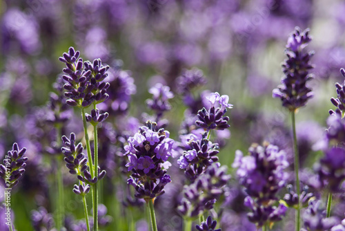 lavender flowers in a garden - soft focus