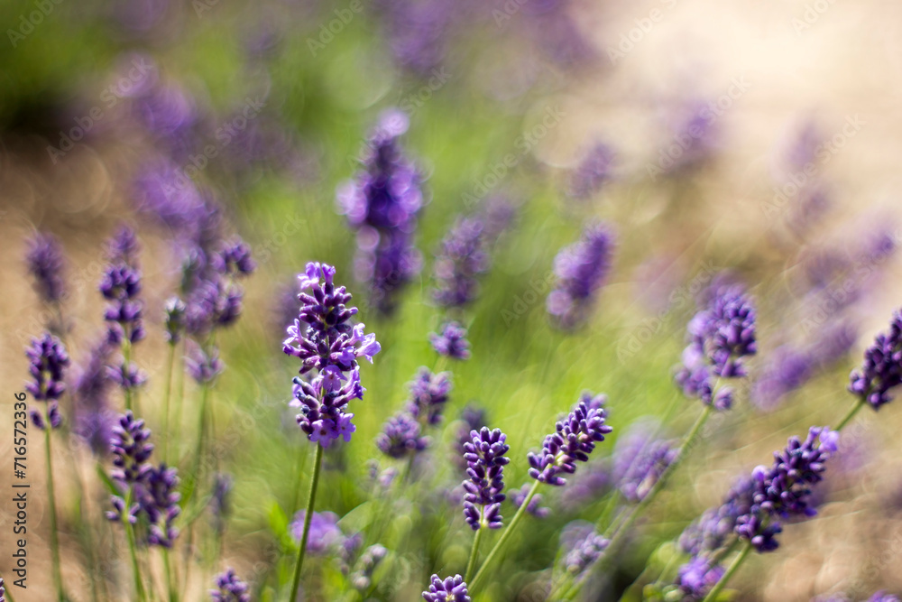 lavender flowers in a garden with natural bokeh