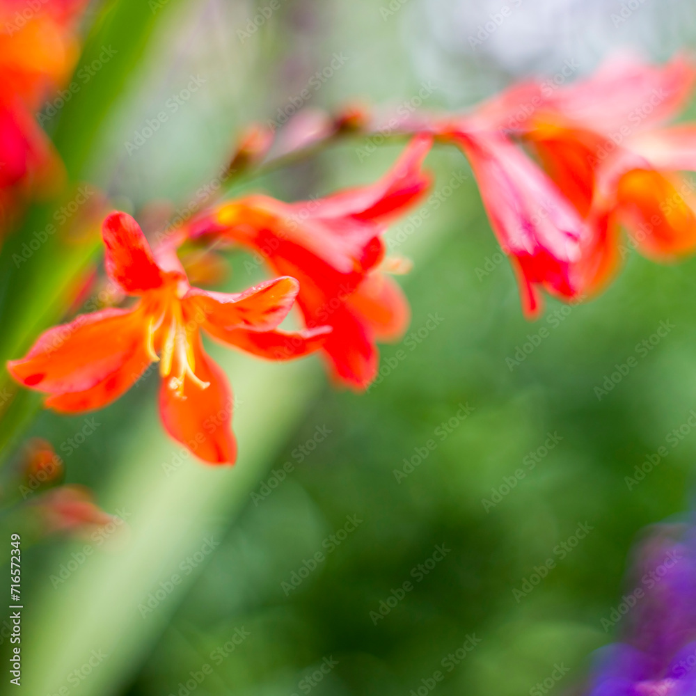 red flowers in a garden - natural summer background red flowers in a garden - natural summer background