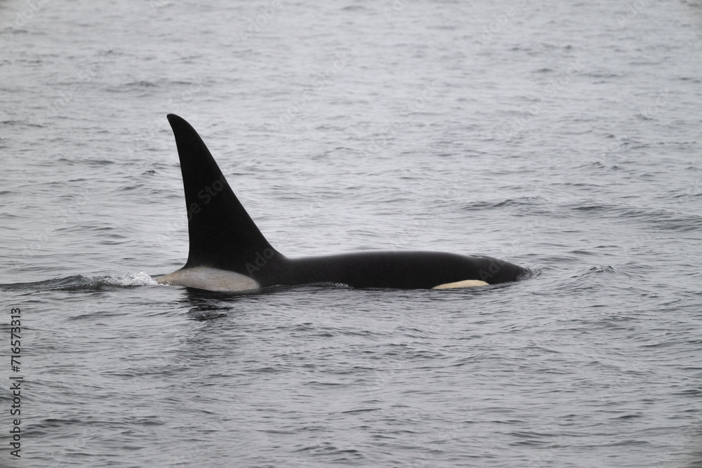 Naklejka premium Killer whale at North Pacific Ocean, Alaska