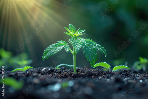 Germinated cannabis seed in...