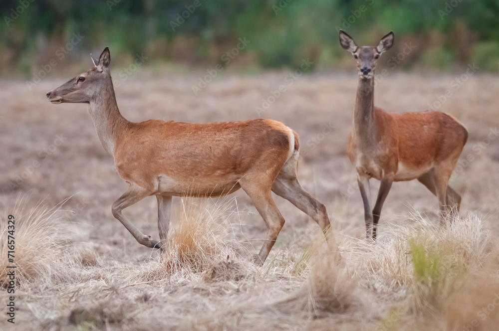Red deer in Calden Forest environment, La Pampa, Argentina, Parque Luro, Nature Reserve Red deer in Calden Forest environment, La Pampa, Argentina, Parque Luro, Nature Reserve