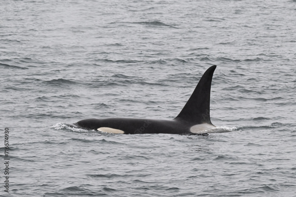 Fototapeta premium Killer whale at North Pacific Ocean, Alaska
