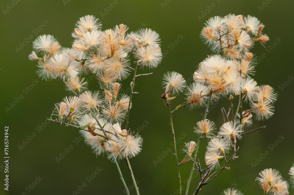Wild flowers in semi desertic environment, Calden forest, La Pampa Argentina Wild flowers in semi desertic environment, Calden forest, La Pampa Argentina