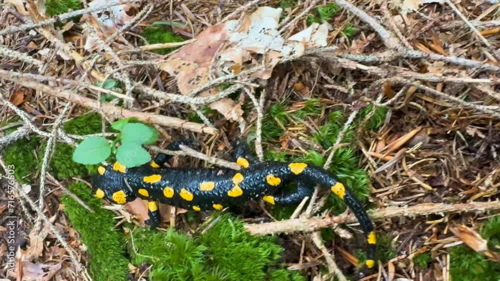 An amphibian salamander in a wild Carpathian forest, Ukraine, came out in the fall after the rain to take a walk and eat before a long winter hibernation An amphibian salamander in a wild Carpathian forest, Ukraine, came out in the fall after the rain to take a walk and eat before a long winter hibernation