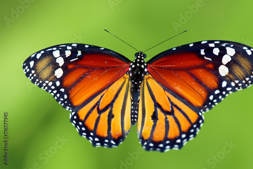 beautiful insects. butterfly with red wings of orange and black colors, close-up. insects concept
