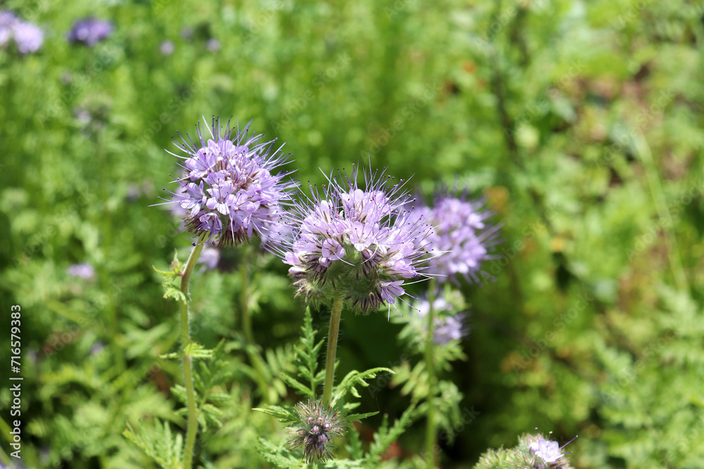 Flowering phacelia in a meadow on a sunny summer day. Natural green background with light purple flowers, horizontal photo Flowering phacelia in a meadow on a sunny summer day. Natural green background with light purple flowers, horizontal photo