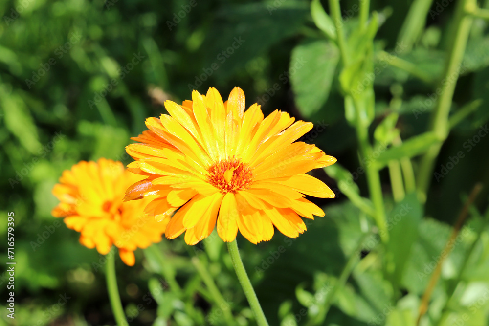 Orange calendula flowers in a flowerbed in the garden on a sunny autumn day. Natural floral background, horizontal photo, close-up, top view. Orange calendula flowers in a flowerbed in the garden on a sunny autumn day. Natural floral background, horizontal photo, close-up, top view.