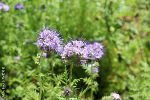 Flowering phacelia in a meadow on a sunny summer day. Natural green background with light purple flowers  horizontal photo