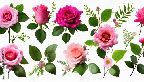 set of floral branch flower pink rose green leaves botanical wildflowers arrangements
