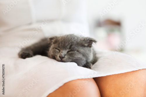 Kitten slepping on young woman hands