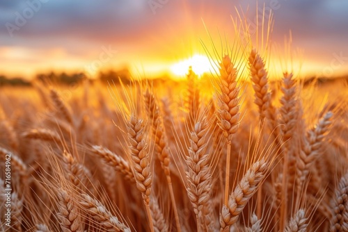 Close-up wheat spikelets on field on beautiful nature sunset andscape on sun rays . Grown rich harvest 