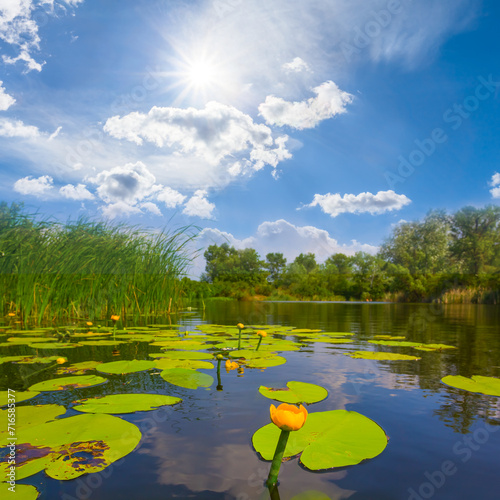 calm summer lake with white water lilies at summer sunny day