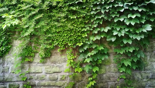 green ivy on wall