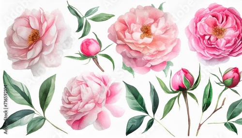 set watercolor pink flowers garden roses peonies collection leaves branches botanic illustration isolated on white background