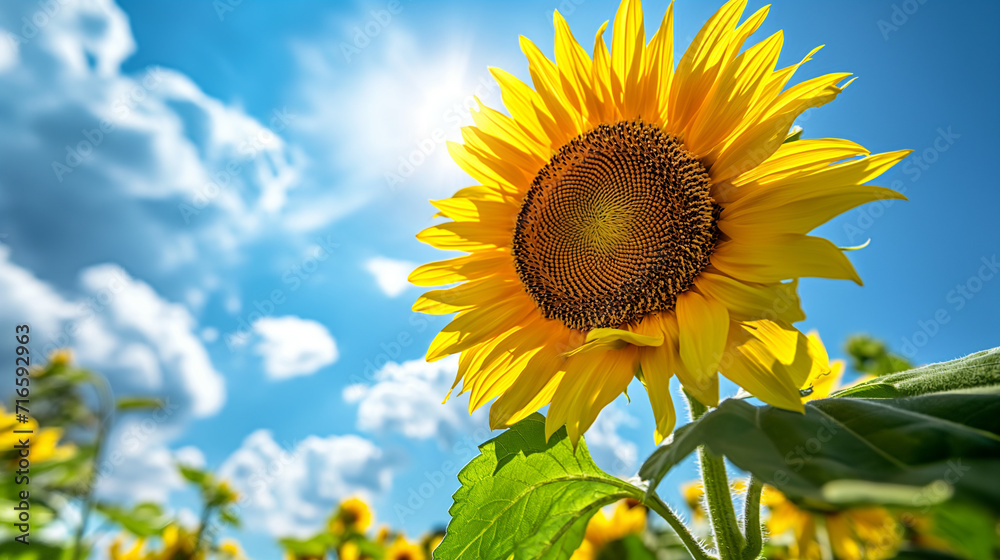 A bright sunflower from below, with blue sky. generative AI A bright sunflower from below, with blue sky. generative AI