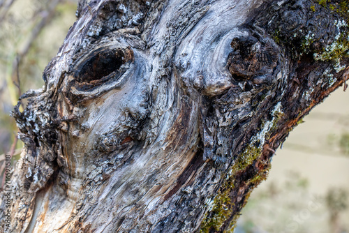 Enigmatic Tree Spirit: Ancient Trunk with Face, Mystical Woodland Texture