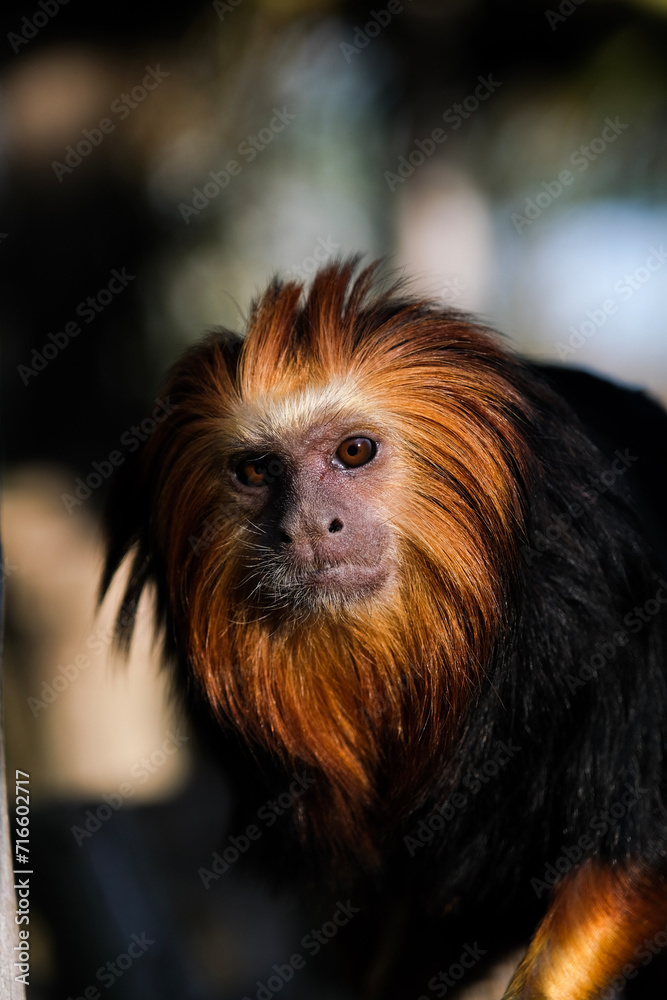 Monkey Monkey