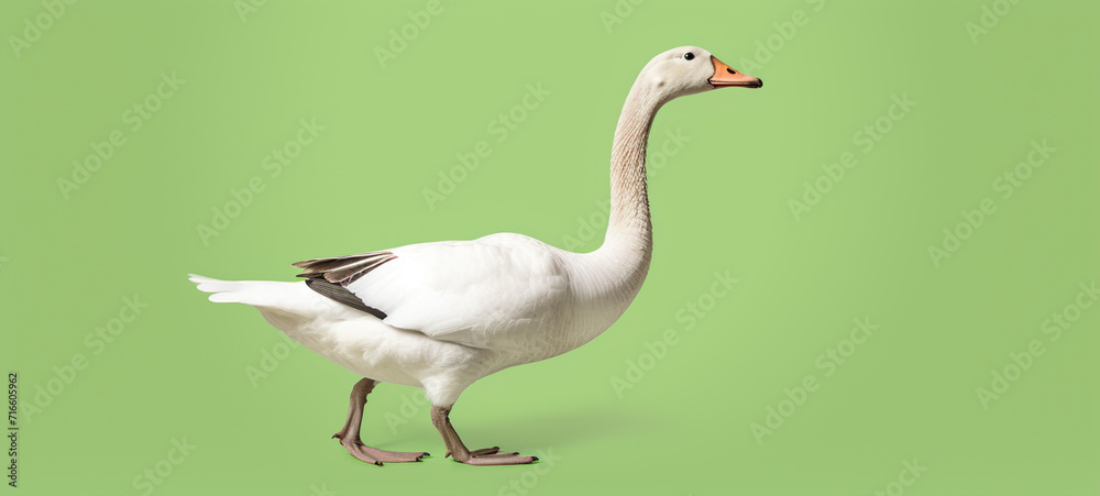 Fototapeta premium Full-length goose on a green background, generative AI