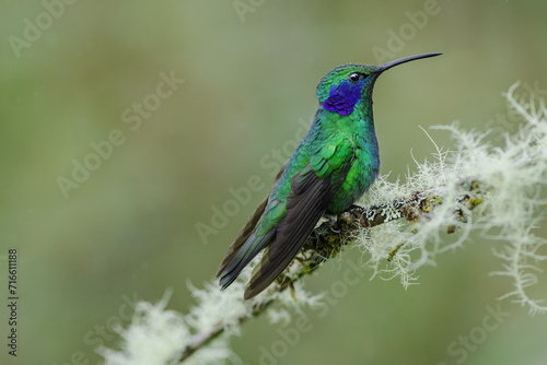 Lesser green violetear (Colibri cyanotus) hummingbird on a mossy branch in the rain in the cloud forest of costa rica © Lukas Gogh