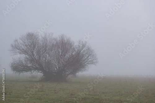 tree, plant, trunk, branches, flora, spain, fog, view, nature, v