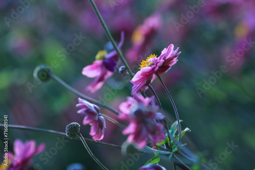 Blooming autumn Anemone photo