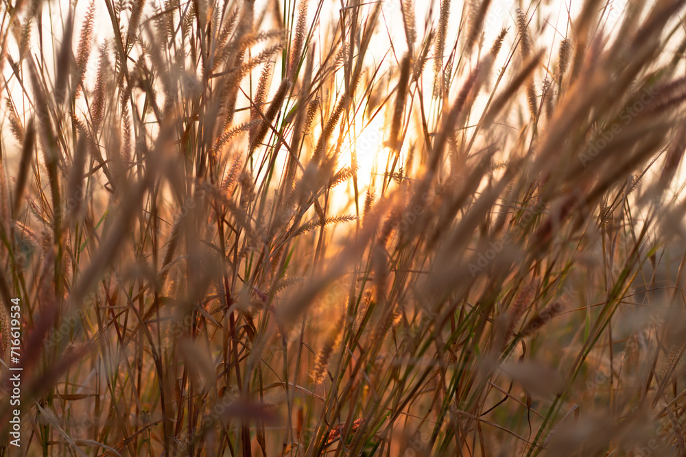 Morning grass flowers with soft sunlight, flowers in the countryside. Wild grass flowers with morning sunlight Morning grass flowers with soft sunlight, flowers in the countryside. Wild grass flowers with morning sunlight
