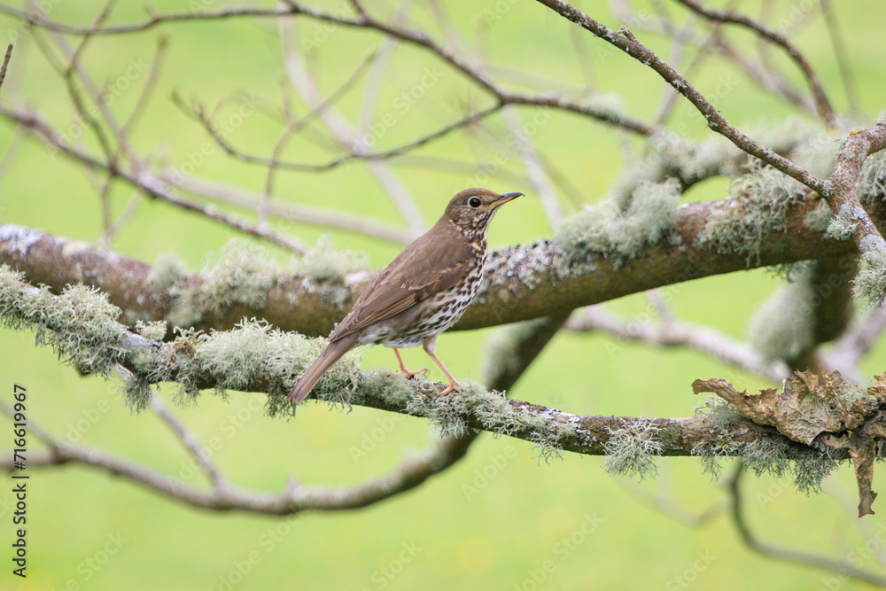 A Song Thrush Perched Gracefully Amidst the Scottish Greens A Song Thrush Perched Gracefully Amidst the Scottish Greens