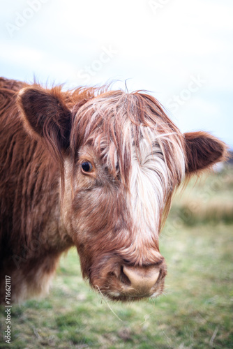 A Gentle Gaze: Highland Cow in Natural Habitat