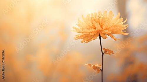 autumn chrysanthemum flower on the background of a foggy morning in soft color pastel tones, gentle autumn background of nature