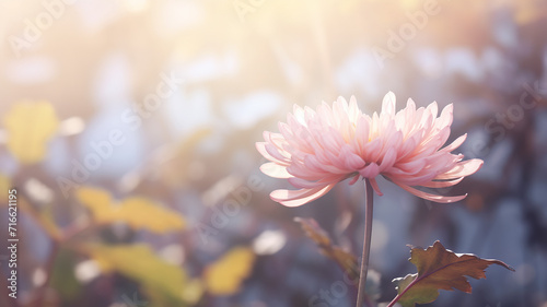 autumn chrysanthemum flower on the background of a foggy morning in soft color pastel tones, gentle autumn background of nature © kichigin19