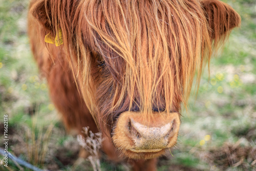 Highland Cow with Flowing Auburn Hair