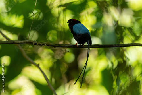 Slika na platnu Long-tailed manakin (Chiroxiphia linearis) is a species of bird in the family Pi