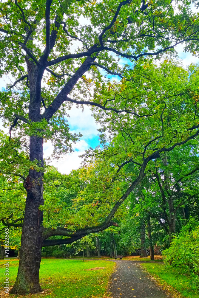 Empty green park with large green trees. Empty green park with large green trees.