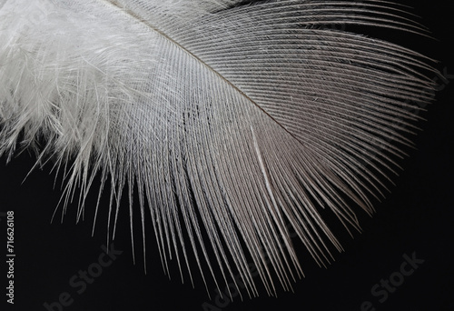 A bird feather with fluffy down macro closeup isolated on a black background photo